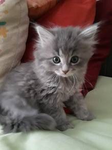 Gray Kitten Mainecoon