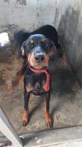 Doberman mix