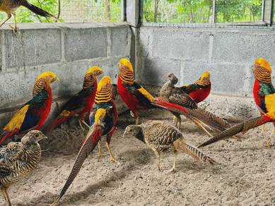 burung kuang