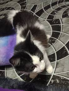 kucing untuk dilepaskan 