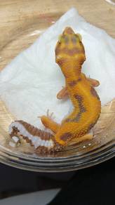 Leopard Gecko