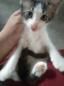 Ank kucing 