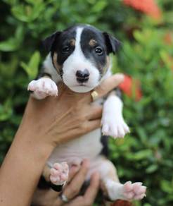 BULL TERRIER PUPPIES BT16 🐻 Boy - Girl