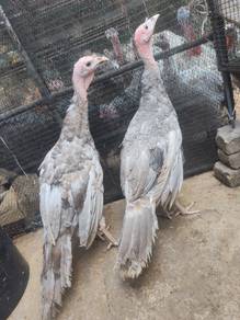 Blue Slate Turkey 