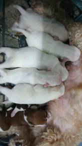 shihpoo