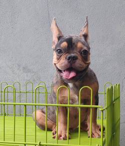 GGTT-900322 French Bulldog Merle Tan color boy