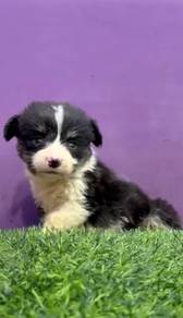 Corgi tri color long haired