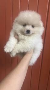 Pure Breed Fox Face Pomeranian (F2) 纯种狐系博美 女2