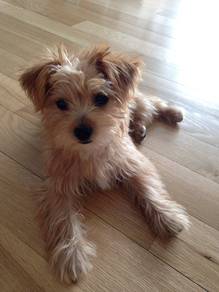 Doll-like Silkese Soft Coat Companion Puppy Baby P