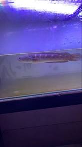 Golden Cobra Snakehead