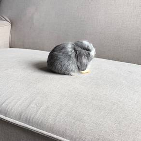 Holland lop bunny rabbit arnab earlop