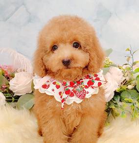 Maltipoo