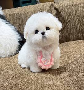 Bichon Frise B01 China Bichon  Male puppy