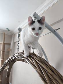 [Baby Casper] American Curl Mix - Male Kitten