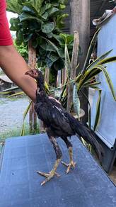 Ayam pama
