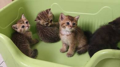 British short hair kittens