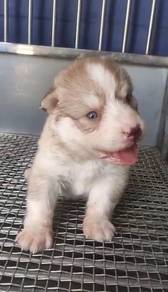 Wooly husky pure cooper color