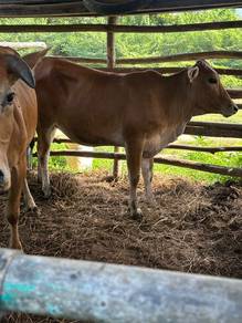 lembu bertina