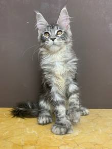Maincoon sliver tabby (kaki besar)