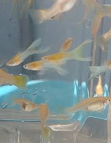 Double sword Japan Blonde Guppy Clearance 
