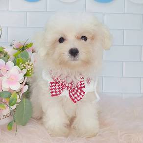 Maltese