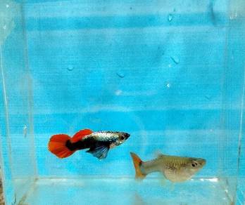 dumbo red tail Short body 