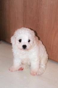 A18 Cute Bichon Puppy