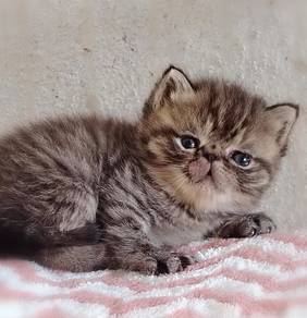 Exotic shorthair kitten