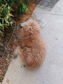 Anjing poodle