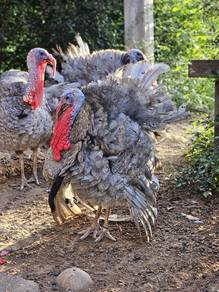 Ayam belanda blue slate