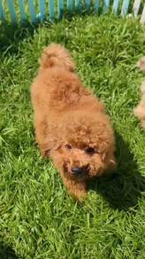 Toy Poodle 1 Year Old Male 玩具贵宾 弟弟 1岁大