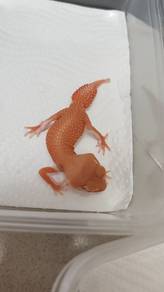 Gecko