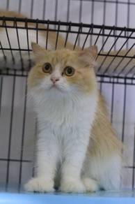 Domestic Long Hair female red bicolour