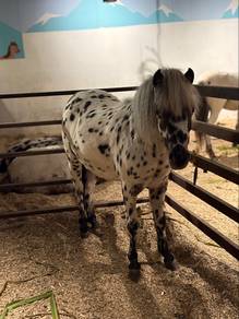Falabella Horse US Import 🇺🇸