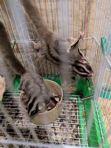 SUGAR GLIDDERS for sale