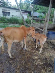 ibu dan anak jantan