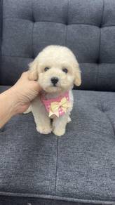 泰迪女
Tiny Poodle
Female 
F-1
Dob : 08-04-26