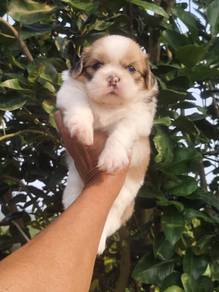Pure Breed Shih Tzu (1M1F) 纯种西施宝宝