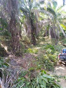 Agricultural Land in Muadzam Shah, PHG