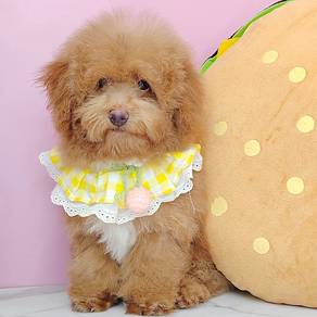 Poodle