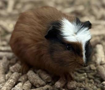 Crested Guinea Pig
