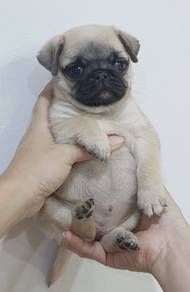 PUG PUPPIES 639 🌻 Chubby Pug Female