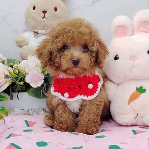 Poodle