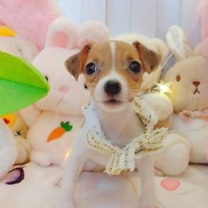Jack Russell