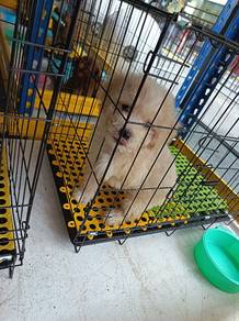 Maltipoo