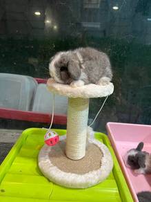 Holland lop