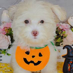 Maltipoo