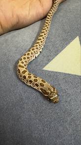 Hognose Ular Comel | Corn Snake | Jinak