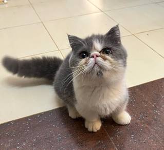 munchkin