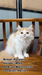 Kucing Parsi (Persian Cat) Perlis